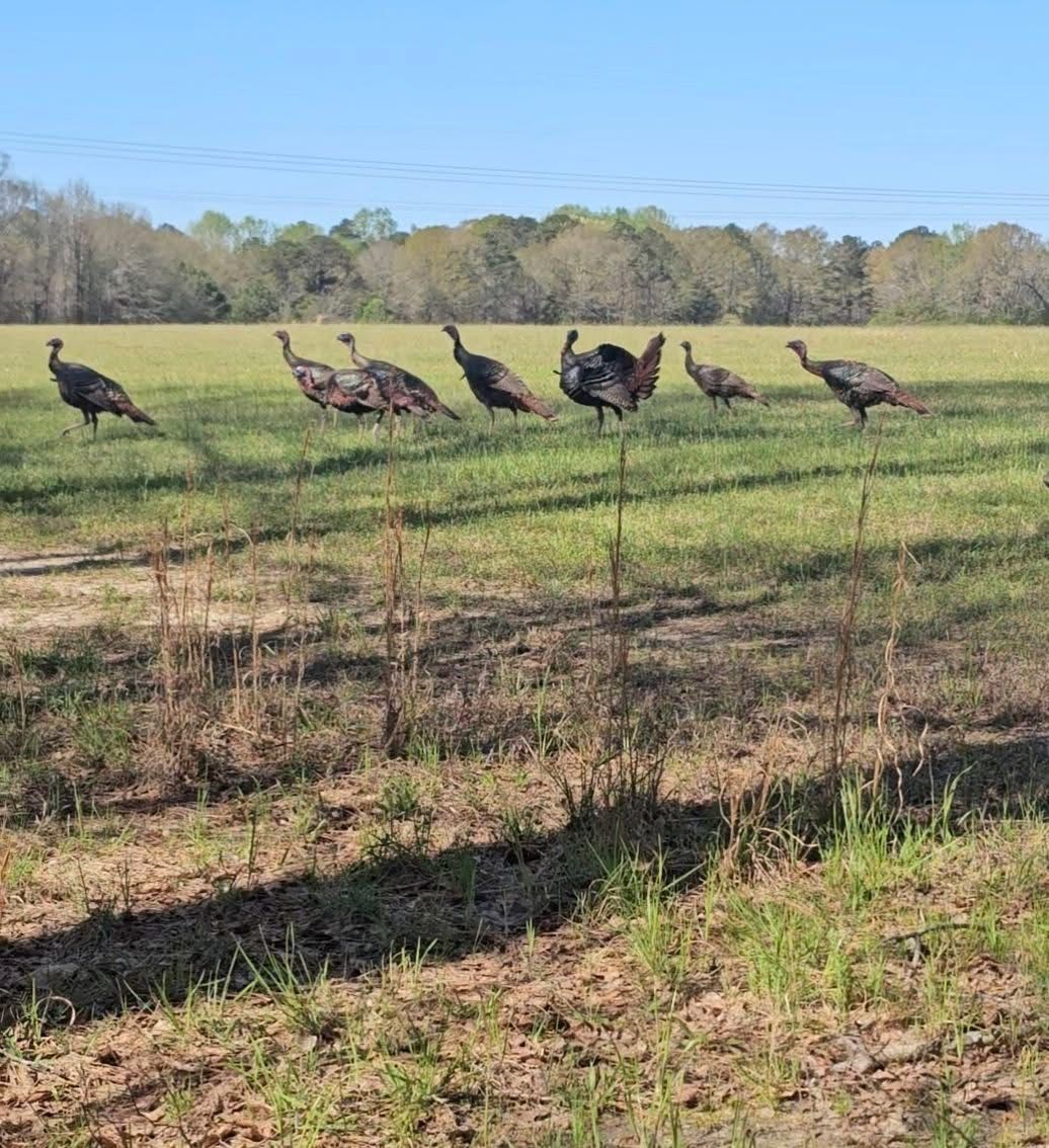 Turkey Woods, photo 2